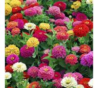 ZXZHYiYao Fleur de Zinnia Mixte 1000PSC, semis et Floraison en Toutes Saisons, adapté à l'intérieur et à l'extérieur
