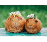 ZYHDK 1500 Pièces - Difficult Puzzle - Gifts - Affiche - Animal Guineapig Photos - Jeu De Mémoire Et De Cognition pour Les Personnes Âgées - Jouets Éducatifs pour Enfants - Jw540Zk