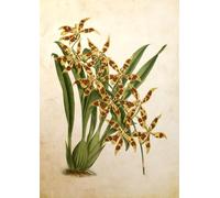 ZYHDK 1500 Pièces - Photos - Gifts - Puzzle Irrégulier - Vintage Flowers Illustrations - Jeu De Mémoire Et De Cognition pour Les Personnes Âgées,Rh125Mo