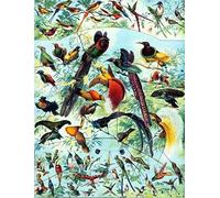 ZYHDK Puzzle 1000 Pièces ,Colourful Irregular Puzzle ,Vintage Birds Illustrations ,Elderly Jeux De Mémoire Et De Cognition ,Adult Fun Challenge Toys Xd189Yk