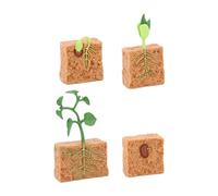 ZYIHNIRB Cycle de Vie d'une Plante Verte Cultivée - Cadeau éducatif - Jouet pour Le Développement de l'enfant