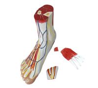 ZYMIADOU Modèle précis d'anatomie du pied avec muscles et vaisseaux sanguins en PVC pour l'entraînement médical Modèle d'anatomie du pied pour l'enseignement