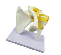 Zymoplas Modèle avancé d'anatomie humaine de l'articulation de l'épaule avec outils fonctionnels pour les ligaments