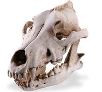 Zymoplas Résine Crâne Squelette Tête Réplique Coyote Loup Taxidermie Modèle Illustration Style Gothique Anatomique pour La Fête Halloween
