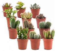 ZynesFlora Cactus et Succulentes Naturelles en pot de fleurs Ø 5.5 cm - Lot de 12 - Hauteur: 5-10 cm - Mélange de Succulentes Petite Variétés Diverses Plantes Grasses d'Intérieur