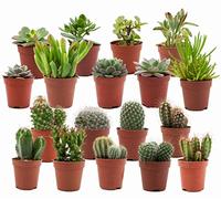 ZynesFlora Cactus et Succulentes Naturelles en pot de fleurs Ø 5.5 cm - Lot de 18 - Hauteur: 5-10 cm - Mélange de Succulentes Petite Variétés Diverses Plantes Grasses d'Intérieur