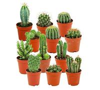 ZynesFlora Cactus Naturelles en pot de fleurs Ø 5.5 cm - Lot de 12 - Hauteur: 5-10 cm - Mélange de Cactus Plantes Grasses Petite Variétés Diverses Plante d'Intérieur