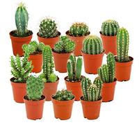 ZynesFlora Cactus Naturelles en pot de fleurs Ø 5.5 cm - Lot de 15 - Hauteur: 5-10 cm - Mélange de Cactus Plantes Grasses Petite Variétés Diverses Plante d'Intérieur