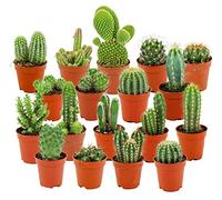 ZynesFlora Cactus Naturelles en pot de fleurs Ø 5.5 cm - Lot de 18 - Hauteur: 5-10 cm - Mélange de Cactus Plantes Grasses Petite Variétés Diverses Plante d'Intérieur