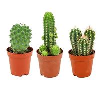ZynesFlora Cactus Naturelles en pot de fleurs Ø 5.5 cm - Lot de 3 - Hauteur: 5-10 cm - Mélange de Cactus Plantes Grasses Petite Variétés Diverses Plante d'Intérieur