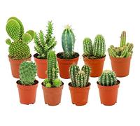 ZynesFlora Cactus Naturelles en pot de fleurs Ø 5.5 cm - Lot de 9 - Hauteur: 5-10 cm - Mélange de Cactus Plantes Grasses Petite Variétés Diverses Plante d'Intérieur