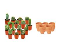 ZynesFlora Cactus Naturelles en pot de fleurs terre cuite Ø 8.1 cm - Lot de 15 - Hauteur: 5-10 cm - Mélange de Cactus Plantes Grasses Petite Variétés Diverses Plante d'Intérieur