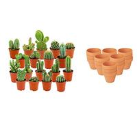ZynesFlora Cactus Naturelles en pot de fleurs terre cuite Ø 8.1 cm - Lot de 18 - Hauteur: 5-10 cm - Mélange de Cactus Plantes Grasses Petite Variétés Diverses Plante d'Intérieur