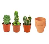 ZynesFlora Cactus Naturelles en pot de fleurs terre cuite Ø 8.1 cm - Lot de 3 - Hauteur: 5-10 cm - Mélange de Cactus Plantes Grasses Petite Variétés Diverses Plante d'Intérieur