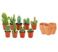 ZynesFlora Cactus Naturelles en pot de fleurs terre cuite Ø 8.1 cm - Lot de 6 - Hauteur: 5-10 cm - Mélange de Cactus Plantes Grasses Petite Variétés Diverses Plante d'Intérieur