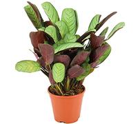 ZynesFlora Ctenanthe Burle-Marxii Amagris en pot de fleurs Ø 14 cm - Hauteur : 35 - 40 cm - Plante de prière à l'arrow-root Plante d'intérieur purificatrice d'air