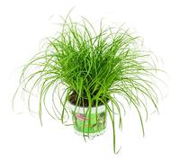 ZynesFlora Cyperus Zumula Lot de 1 véritable herbe à chat - Ø 12 cm - Hauteur : 25-30 cm - Plante comestible pour chats
