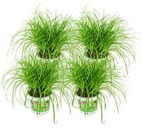 ZynesFlora Cyperus Zumula Lot de 4 véritable herbe à chat - Ø 12 cm - Hauteur : 25-30 cm - Plante comestible pour chats