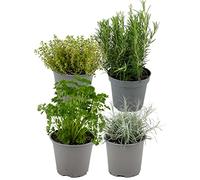 ZynesFlora Italiennes Herbes Fraîches Aromatiques Plantes en pot de fleurs Ø 14 cm - Lot de 4 - hauteur : 12-15 cm - Herbes Aromatiques Interieur Jardin Romarin Thym Lavande Sauge et Origan