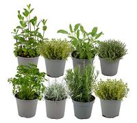 ZynesFlora Italiennes Herbes Fraîches Aromatiques Plantes en pot de fleurs Ø 14 cm - Lot de 8 - hauteur : 12-15 cm - Herbes Aromatiques Interieur Jardin Romarin Thym Lavande Sauge et Origan