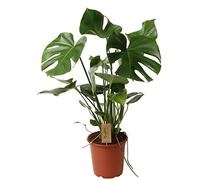 ZynesFlora Monstera Deliciosa en pot de 21 cm - hauteur : 80-85 cm - plante d'intérieur à trou de feuille purifiant l'air pour la maison ou le bureau