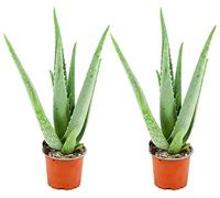 ZynesFlora Plante d'aloe vera véritable en pot de fleurs Ø 10,5 cm - 2 pièces - Hauteur : 35-40 cm - plante médicinale succulente