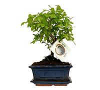 ZynesFlora Real Bonsaï Tree - Bol en céramique pour pot d'intérieur - Hauteur: 25-30cm - Feng Shui Zen Bonsaï Meditation Decoration