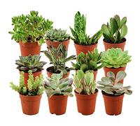 ZynesFlora Succulentes Naturelles en pot de fleurs Ø 5.5 cm - Lot de 12 - Hauteur: 5-10 cm - Mélange de Succulentes Petite Variétés Diverses Plantes Grasses d'Intérieur