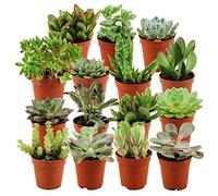 ZynesFlora Succulentes Naturelles en pot de fleurs Ø 5.5 cm - Lot de 15 - Hauteur: 5-10 cm - Mélange de Succulentes Petite Variétés Diverses Plantes Grasses d'Intérieur