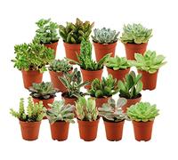 ZynesFlora Succulentes Naturelles en pot de fleurs Ø 5.5 cm - Lot de 18 - Hauteur: 5-10 cm - Mélange de Succulentes Petite Variétés Diverses Plantes Grasses d'Intérieur