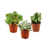 ZynesFlora Succulentes Naturelles en pot de fleurs Ø 5.5 cm - Lot de 3 - Hauteur: 5-10 cm - Mélange de Succulentes Petite Variétés Diverses Plantes Grasses d'Intérieur