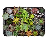 ZynesFlora Succulentes Naturelles en pot de fleurs Ø 5.5 cm - Lot de 30 - Hauteur: 5-10 cm - Mélange de Succulentes Petite Variétés Diverses Plantes Grasses d'Intérieur