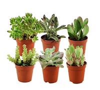 ZynesFlora Succulentes Naturelles en pot de fleurs Ø 5.5 cm - Lot de 6 - Hauteur: 5-10 cm - Mélange de Succulentes Petite Variétés Diverses Plantes Grasses d'Intérieur