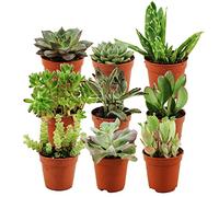 ZynesFlora Succulentes Naturelles en pot de fleurs Ø 5.5 cm - Lot de 9 - Hauteur: 5-10 cm - Mélange de Succulentes Petite Variétés Diverses Plantes Grasses d'Intérieur