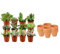 ZynesFlora Succulentes Naturelles en pot de fleurs terre cuite Ø 8.1 cm - Lot de 12 - Hauteur: 5-10 cm - Mélange de Succulentes Petite Variétés Diverses Plantes Grasses d'Intérieur