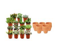 ZynesFlora Succulentes Naturelles en pot de fleurs terre cuite Ø 8.1 cm - Lot de 15 - Hauteur: 5-10 cm - Mélange de Succulentes Petite Variétés Diverses Plantes Grasses d'Intérieur