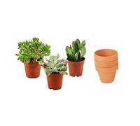 ZynesFlora Succulentes Naturelles en pot de fleurs terre cuite Ø 8.1 cm - Lot de 3 - Hauteur: 5-10 cm - Mélange de Succulentes Petite Variétés Diverses Plantes Grasses d'Intérieur