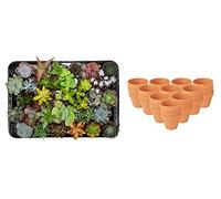 ZynesFlora Succulentes Naturelles en pot de fleurs terre cuite Ø 8.1 cm - Lot de 30 - Hauteur: 5-10 cm - Mélange de Succulentes Petite Variétés Diverses Plantes Grasses d'Intérieur