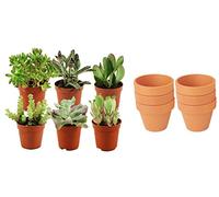 ZynesFlora Succulentes Naturelles en pot de fleurs terre cuite Ø 8.1 cm - Lot de 6 - Hauteur: 5-10 cm - Mélange de Succulentes Petite Variétés Diverses Plantes Grasses d'Intérieur