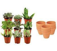 ZynesFlora Succulentes Naturelles en pot de fleurs terre cuite Ø 8.1 cm - Lot de 9 - Hauteur: 5-10 cm - Mélange de Succulentes Petite Variétés Diverses Plantes Grasses d'Intérieur