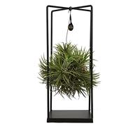ZynesFlora Tillandsia Plante aérienne grande dans un support métallique - Hauteur: 35-40 cm - Véritable Tillandsia Air Plant Rebord de fenêtre Salon Chambre Décoration à suspendre